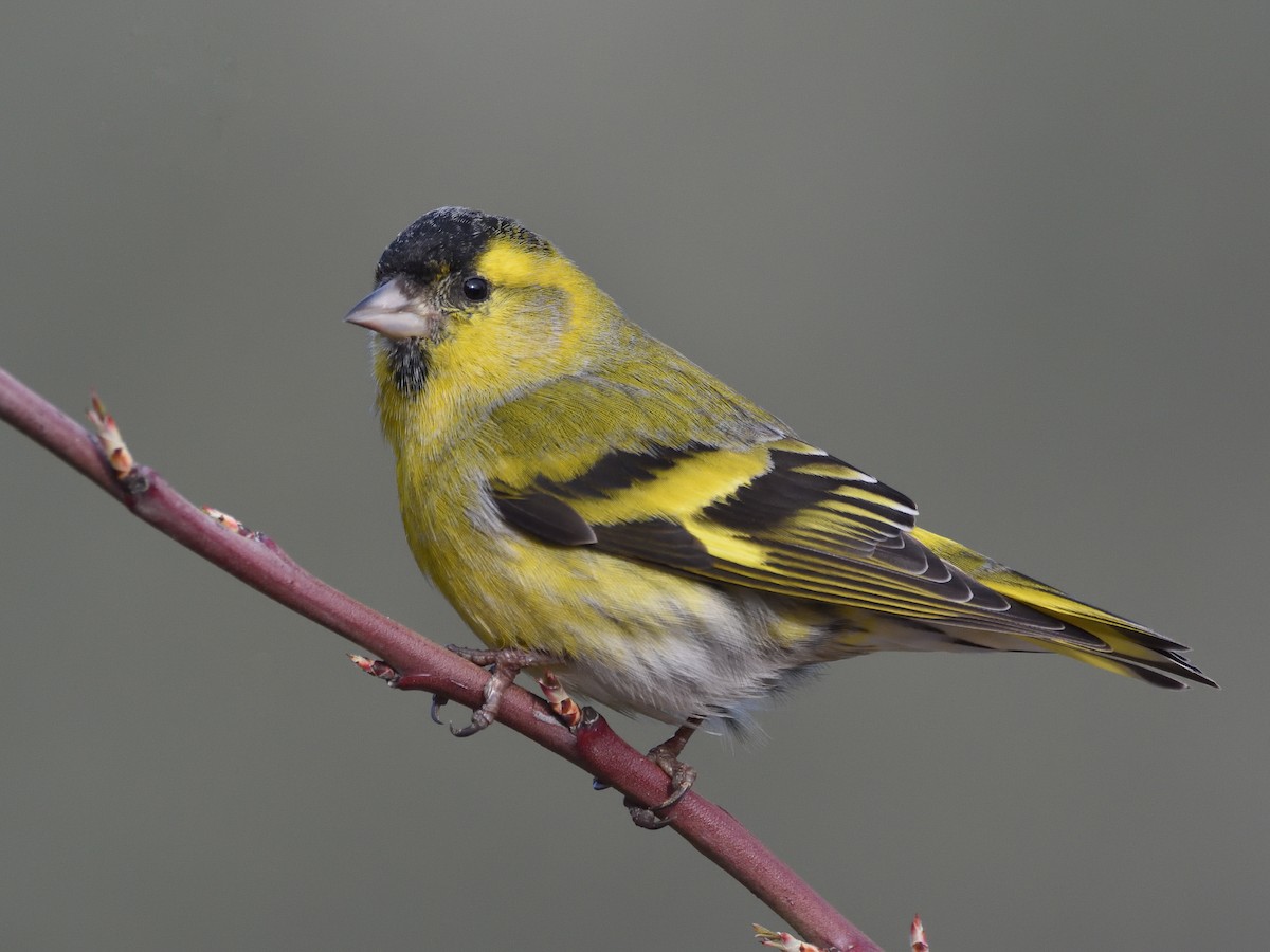 Eurasian Siskin