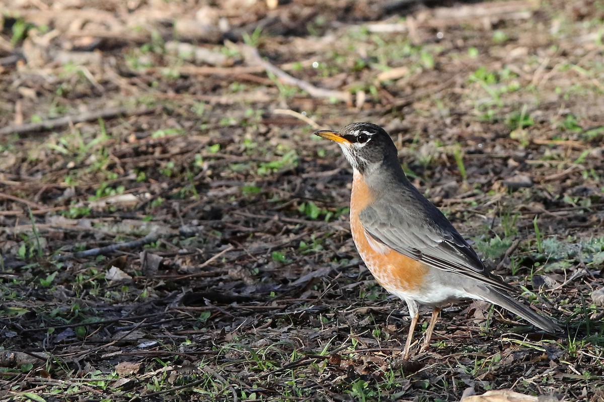 American Robin - ML303071391