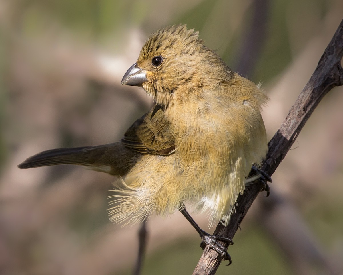Yellow-bellied Seedeater - Lívia Queiroz