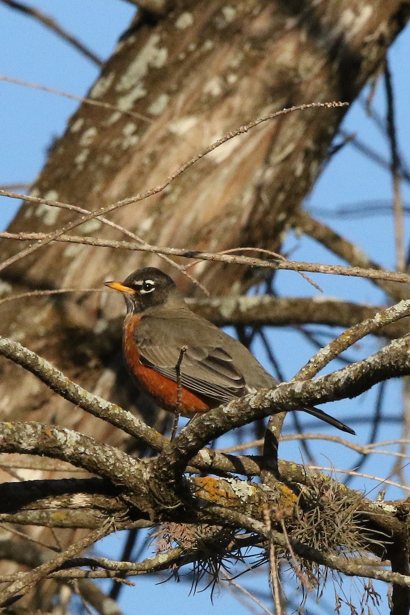 American Robin - ML303071601