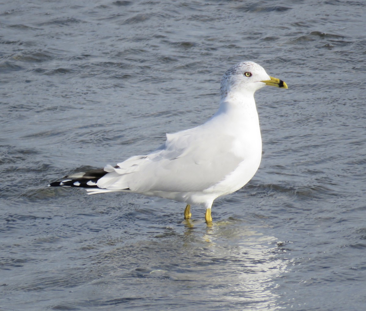 Ring-billed Gull - George Chrisman