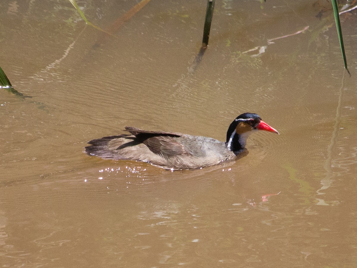 Sungrebe - ML303074941