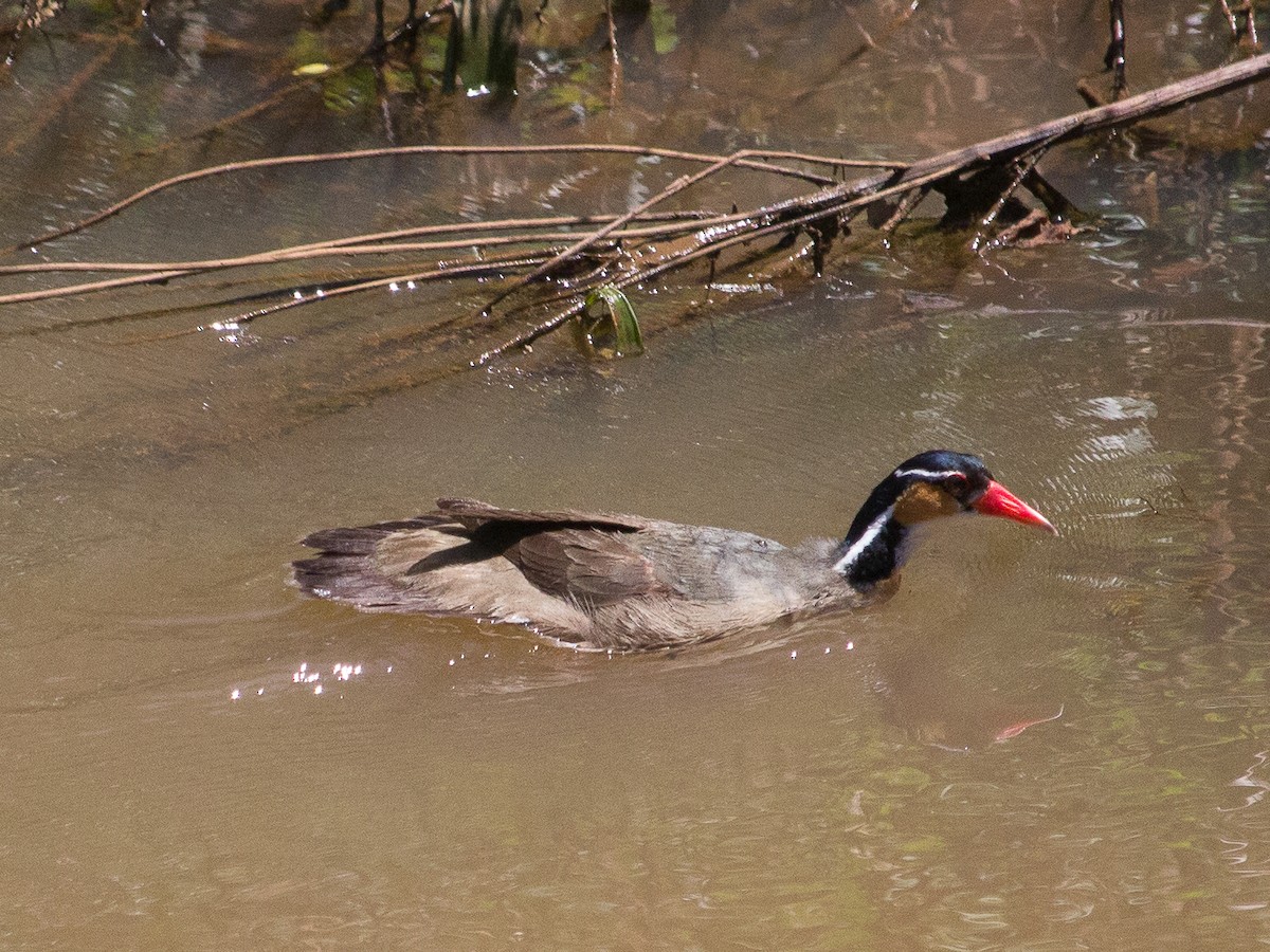 Sungrebe - ML303074951