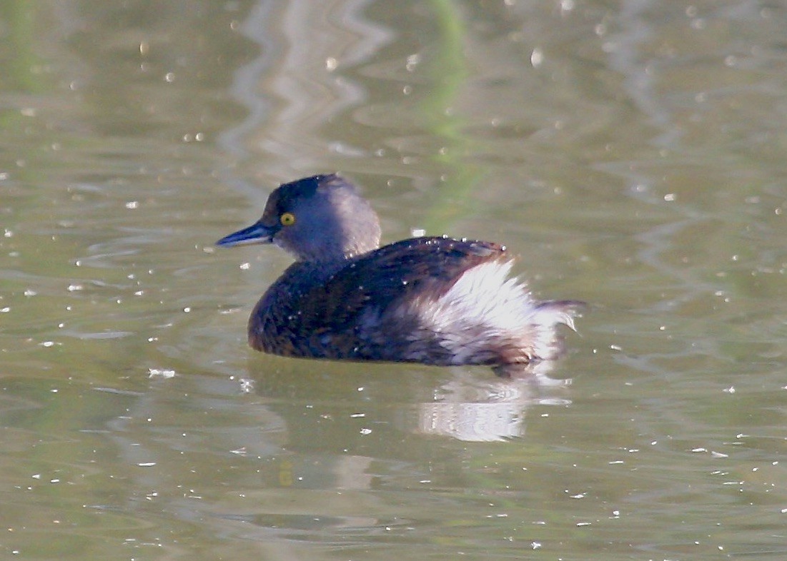 Least Grebe - ML303075151