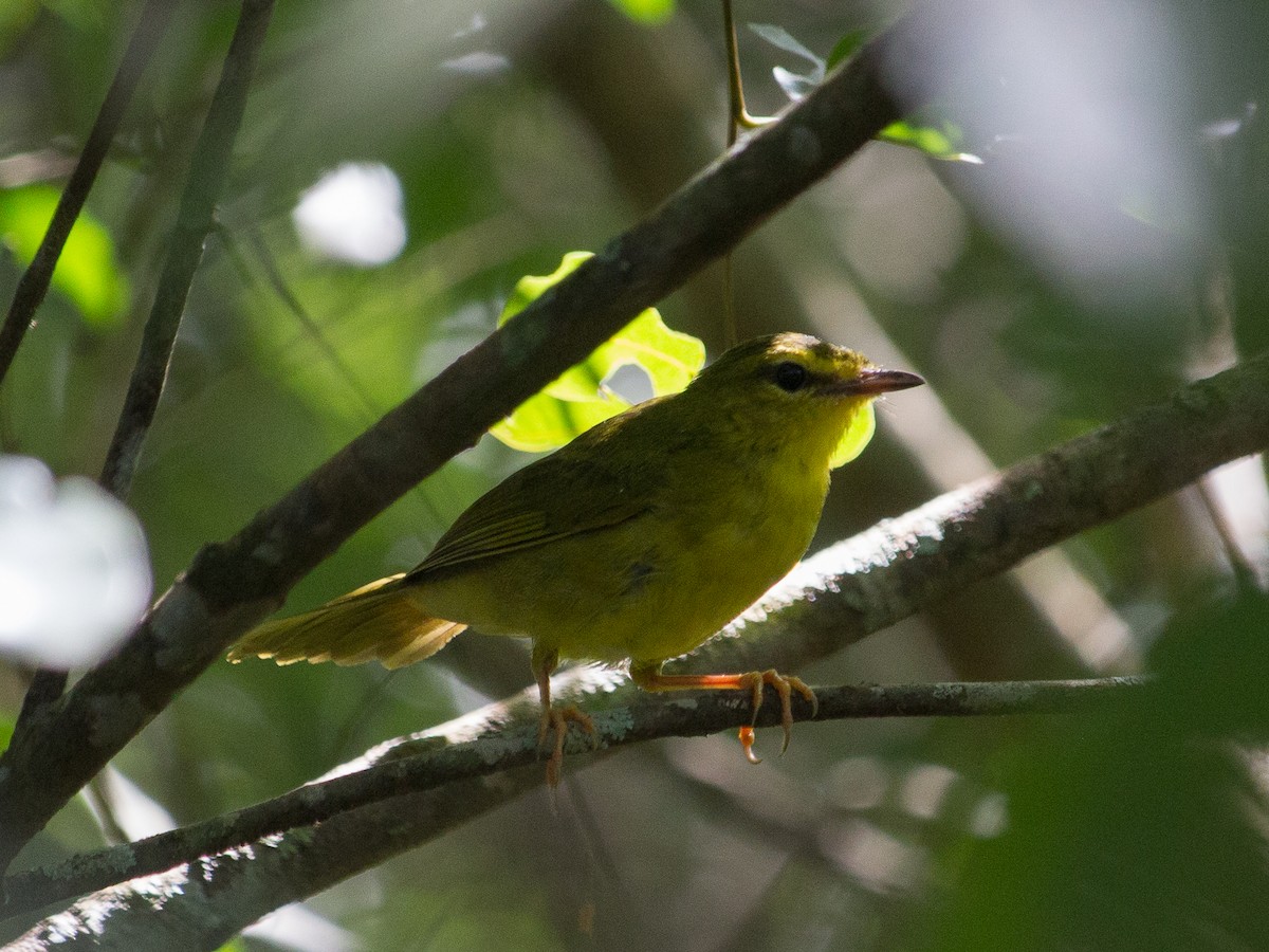 Flavescent Warbler - ML303075371