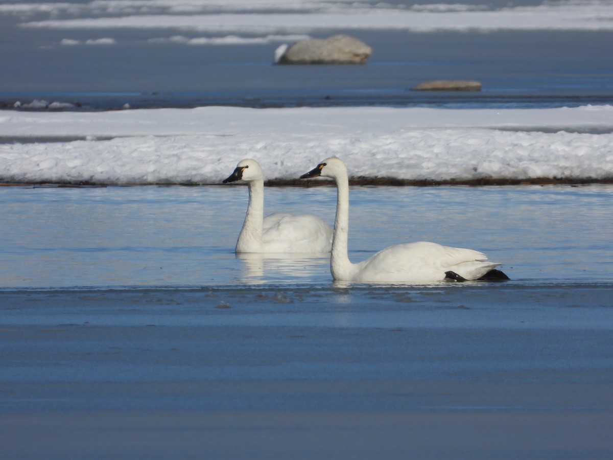 Cygne siffleur - ML303075421