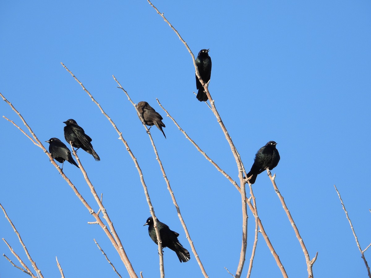 Brewer's Blackbird - ML303075771