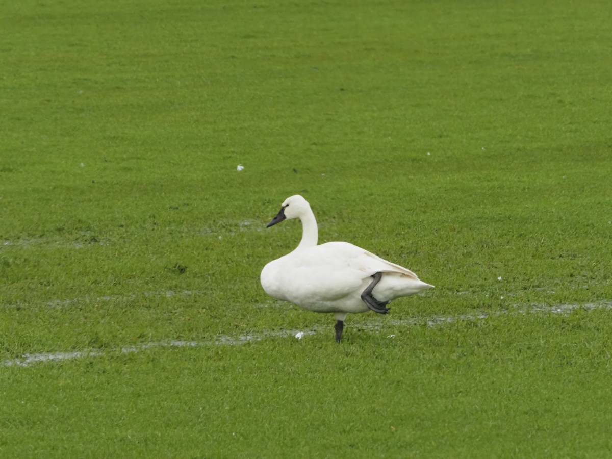 Tundra Swan - ML303078401