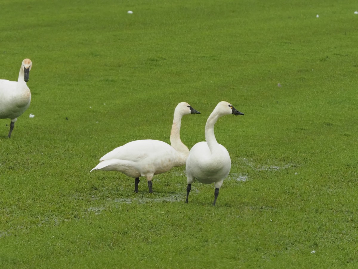 Cygne siffleur - ML303078541