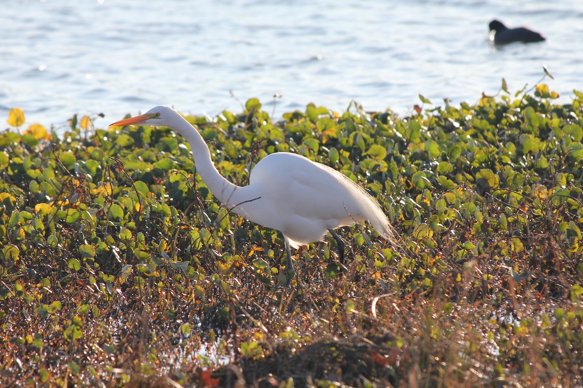 Great Egret - ML303078871