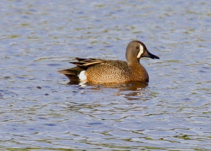 Blue-winged Teal - ML303079241