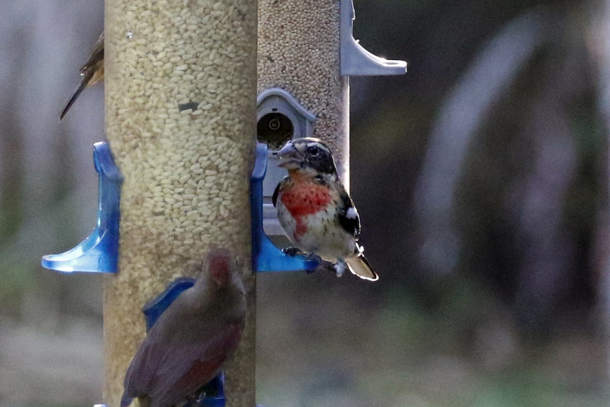 Rose-breasted Grosbeak - ML303079491