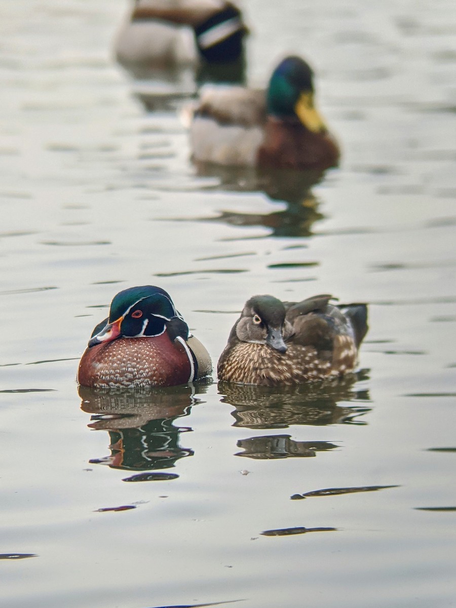 Wood Duck - ML303080871