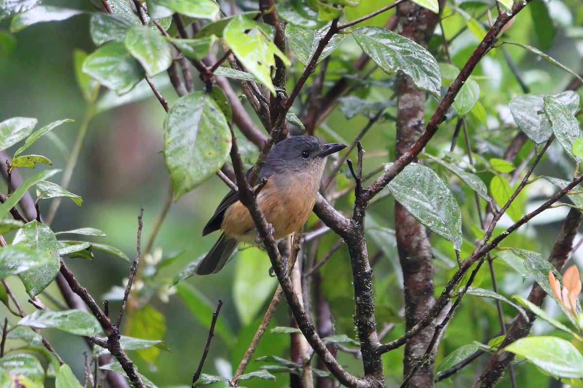 Bower's Shrikethrush - Jon Irvine