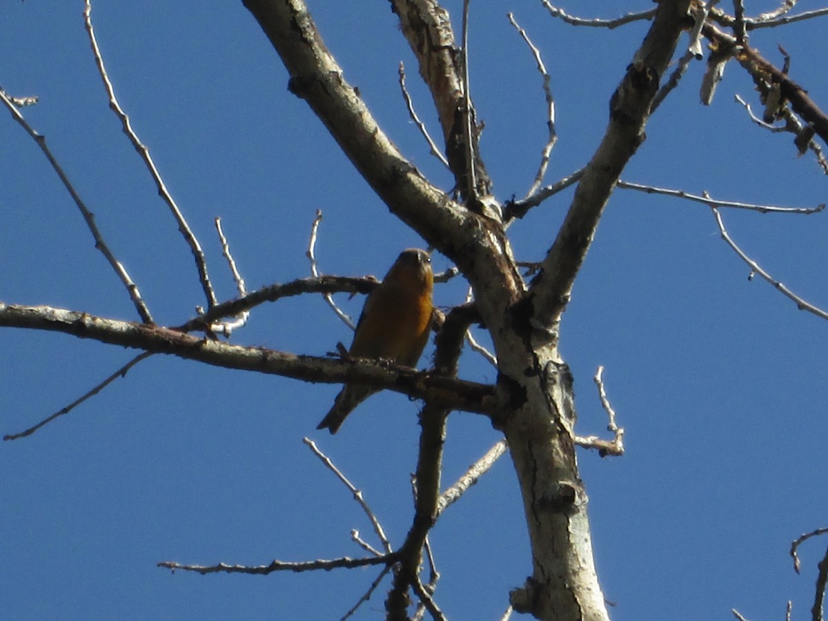 Red Crossbill - ML303081691