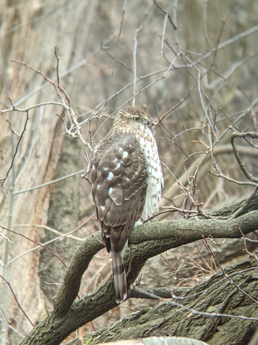 Cooper's Hawk - ML303082481