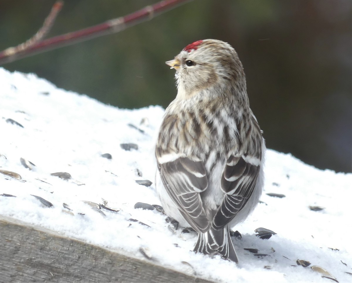 Redpoll (Hoary) - ML303082591