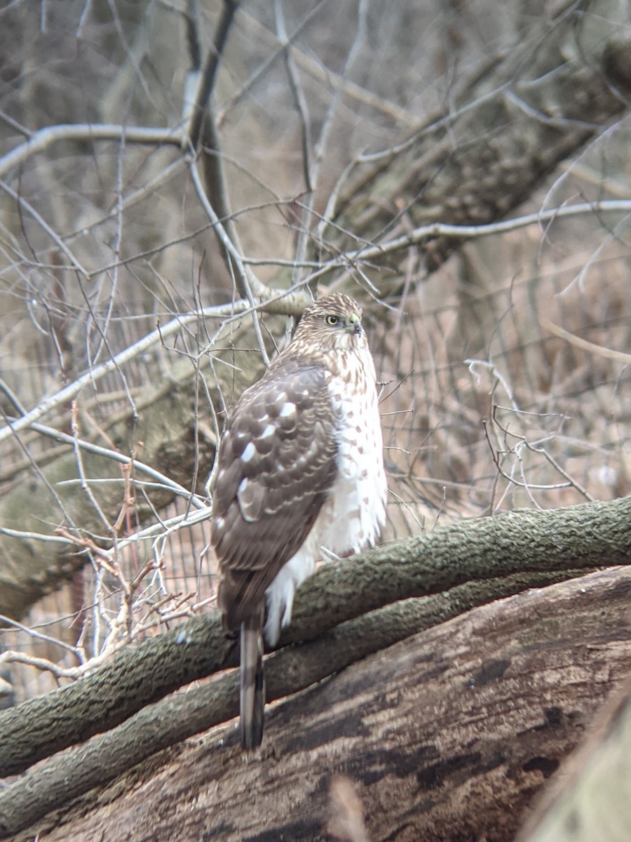 Cooper's Hawk - ML303082701