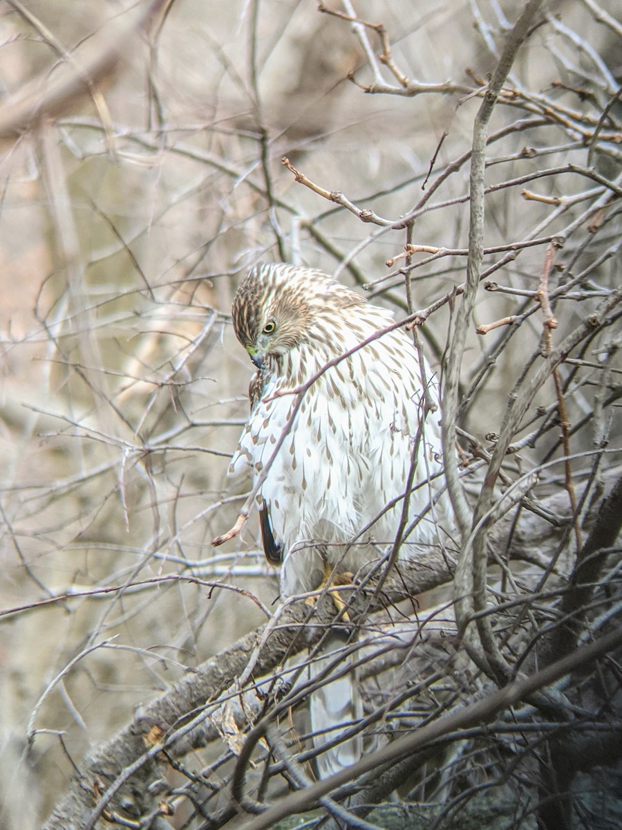 Cooper's Hawk - ML303082821