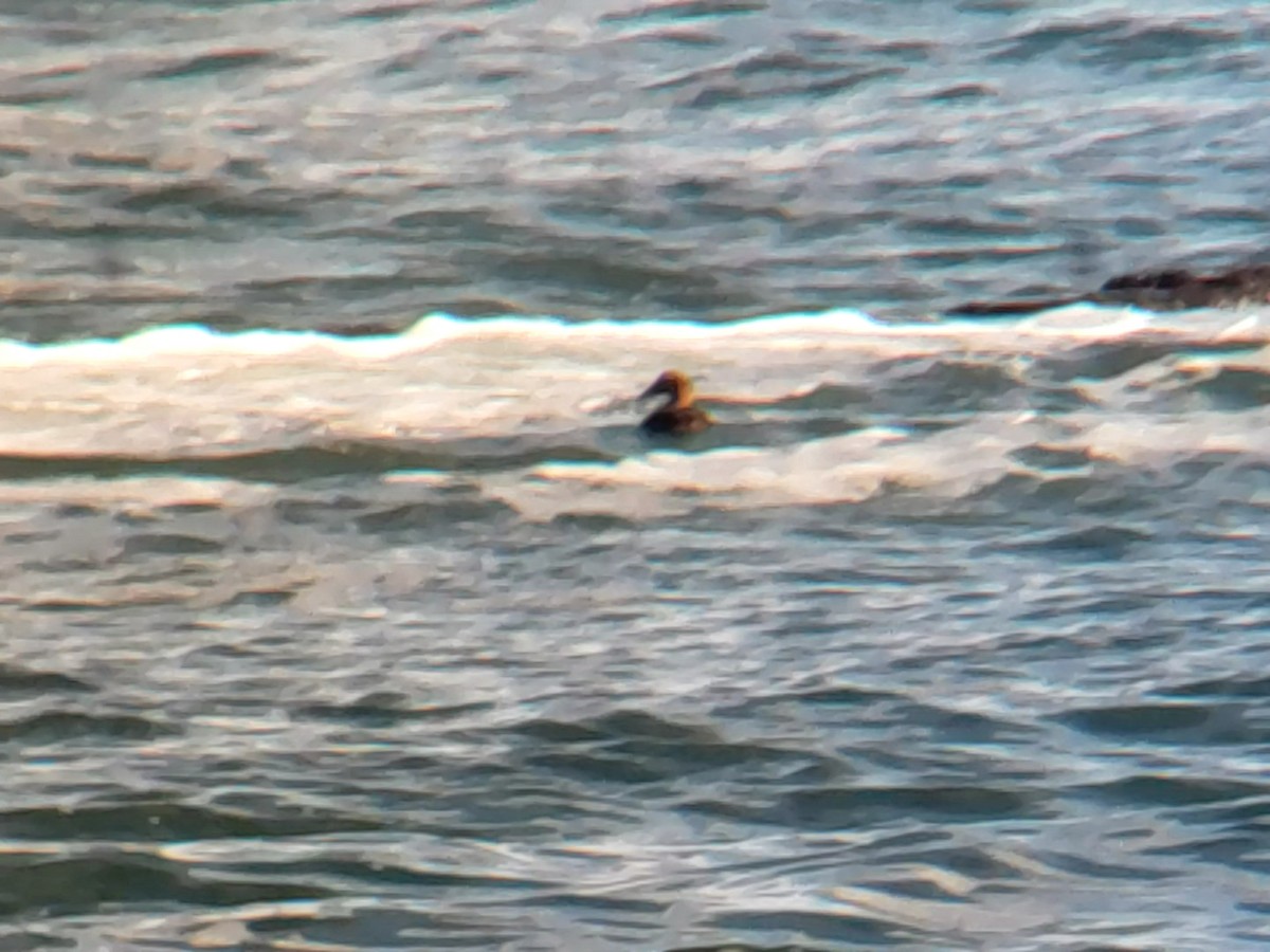 Common Eider - ML303084861