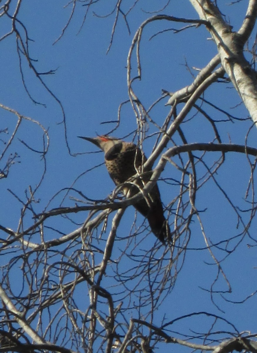 Northern Flicker - ML303085571