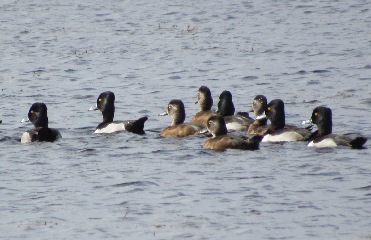 Ring-necked Duck - Marcia Yeip