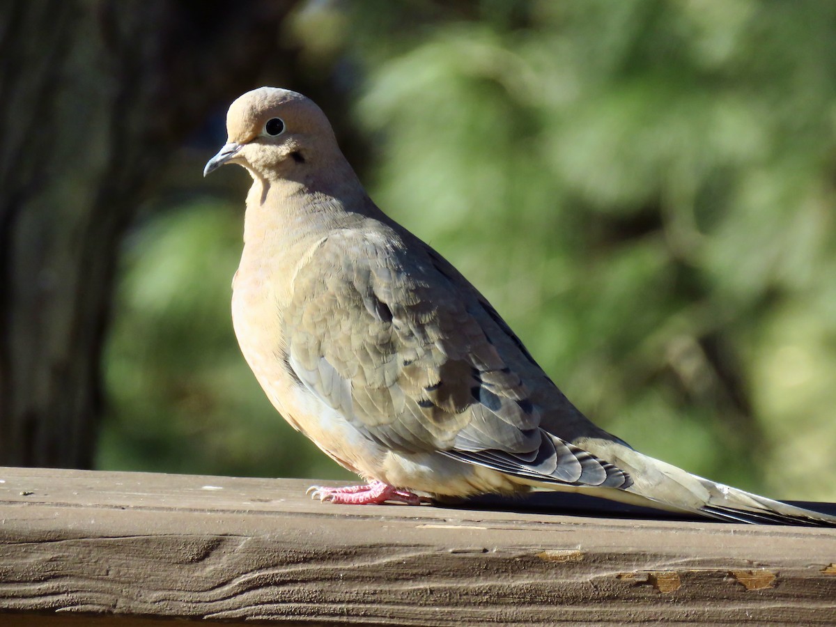 Mourning Dove - Michael D Zehr