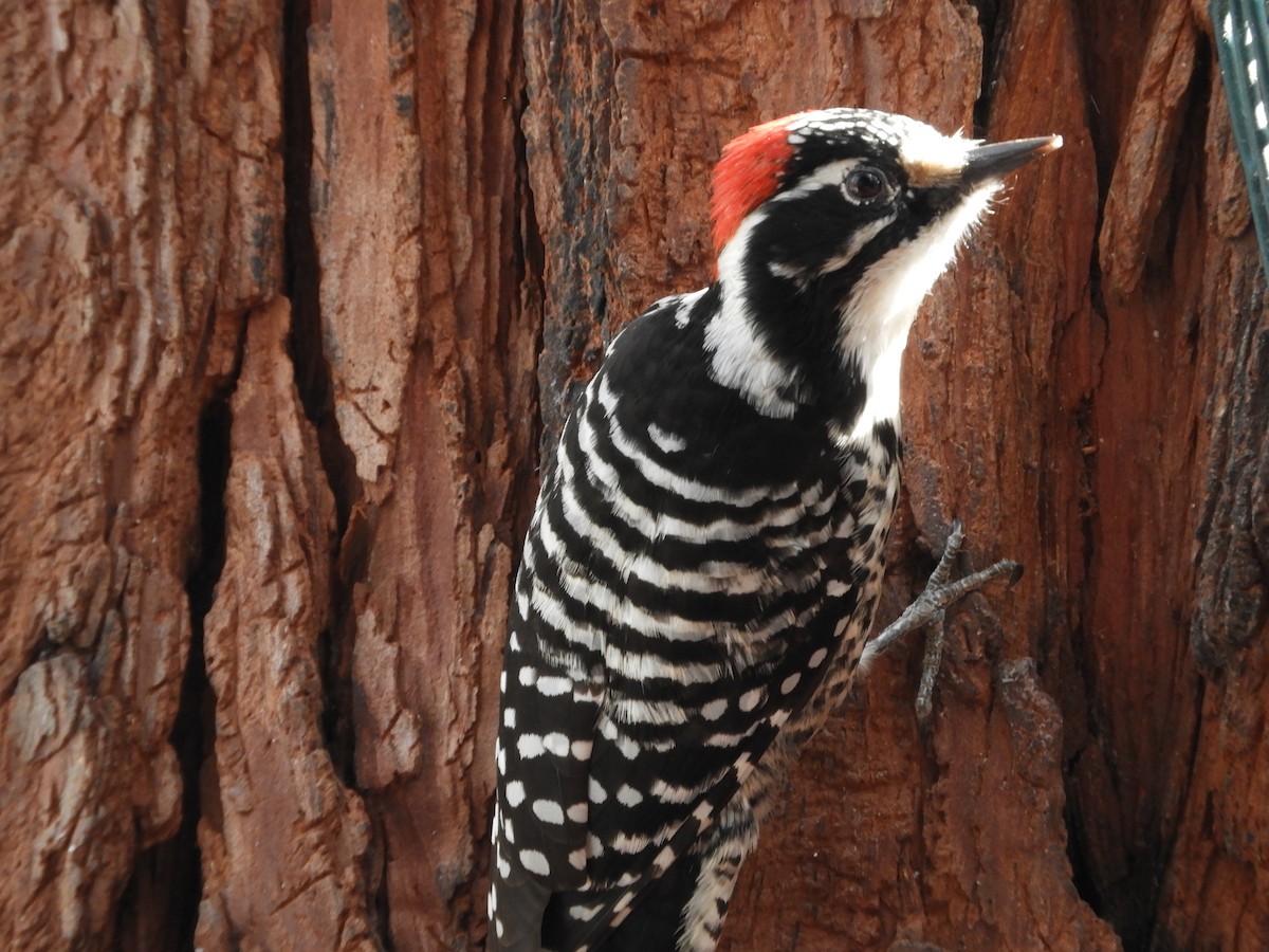 Nuttall's Woodpecker - ML303089081