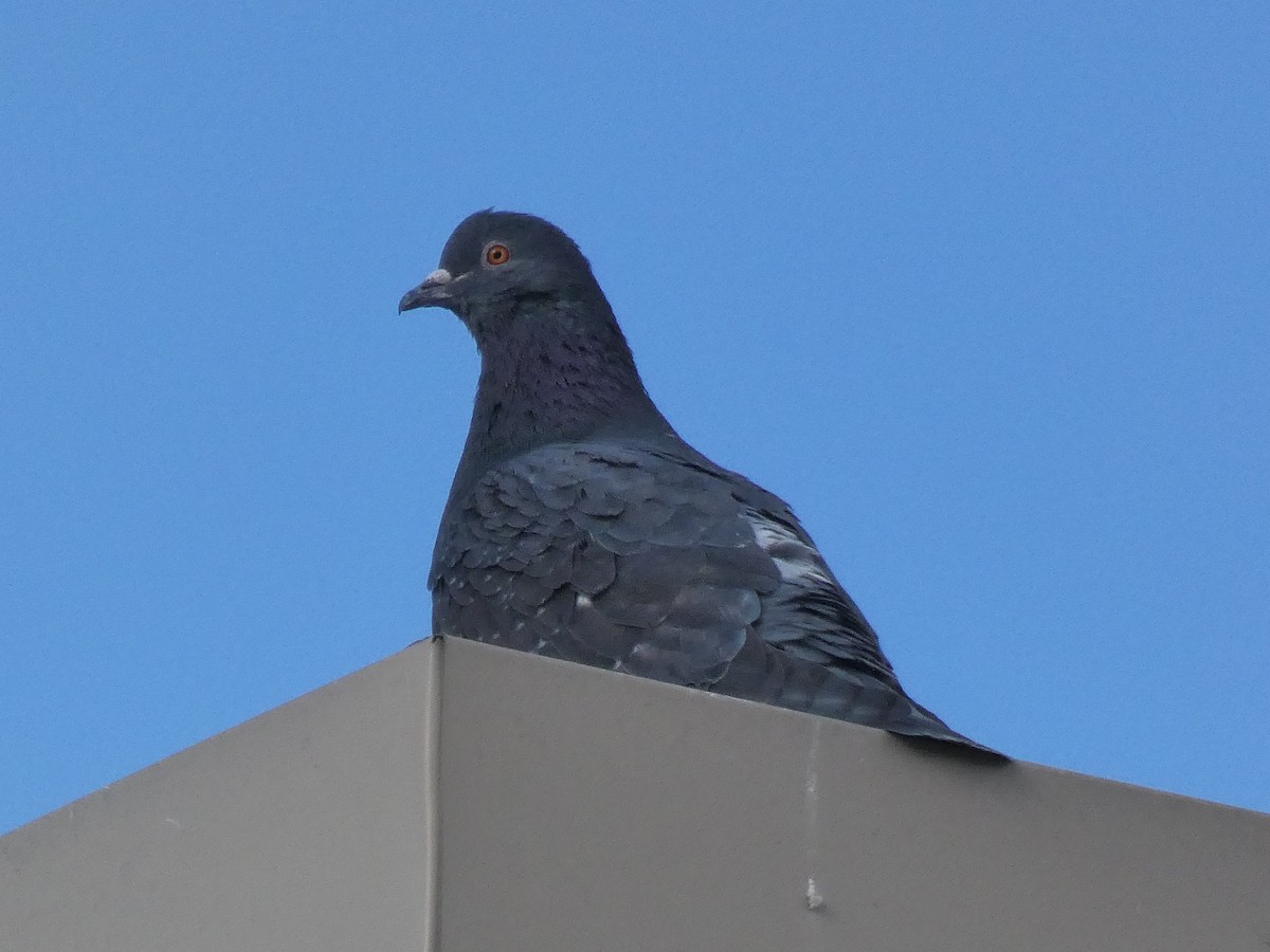 Rock Pigeon (Feral Pigeon) - ML303089741