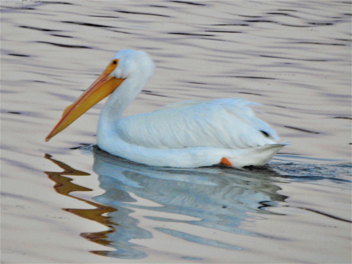 American White Pelican - ML303090211