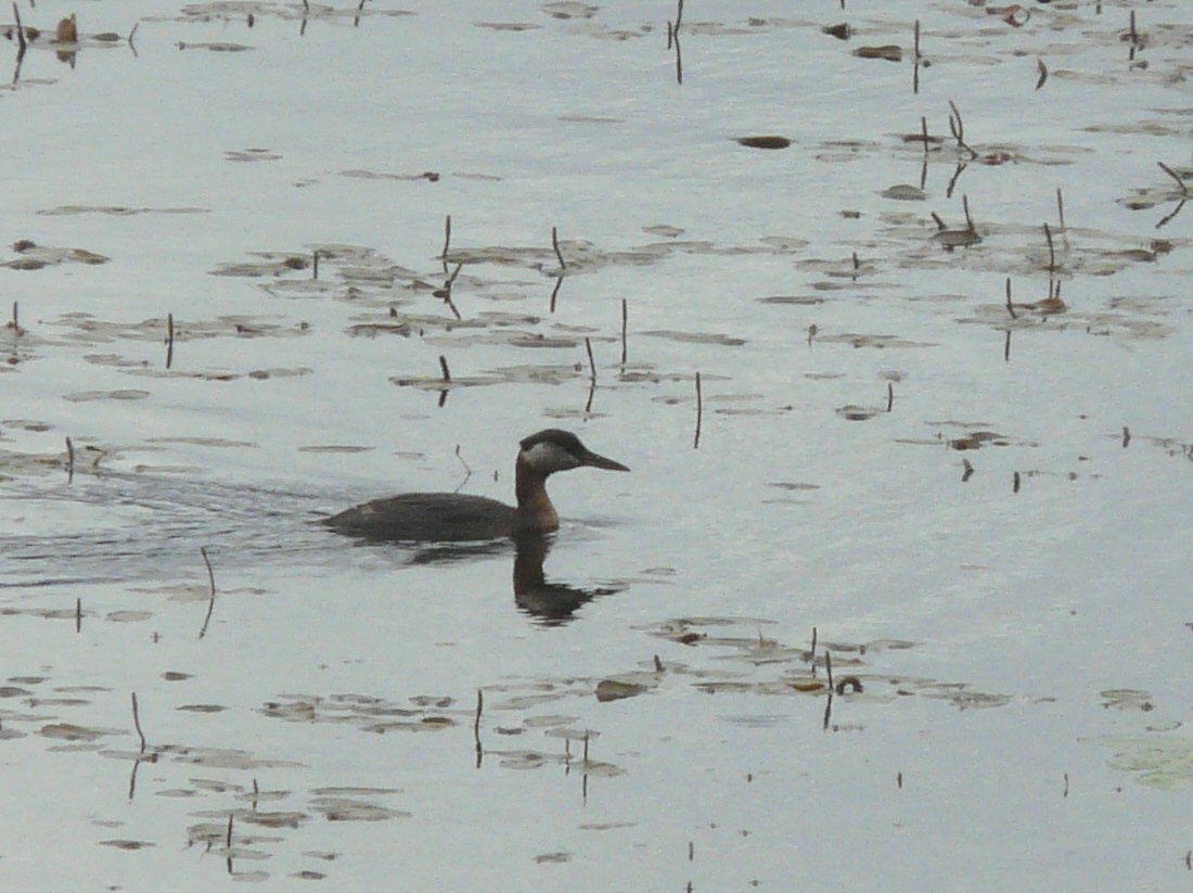 Red-necked Grebe - ML30309251