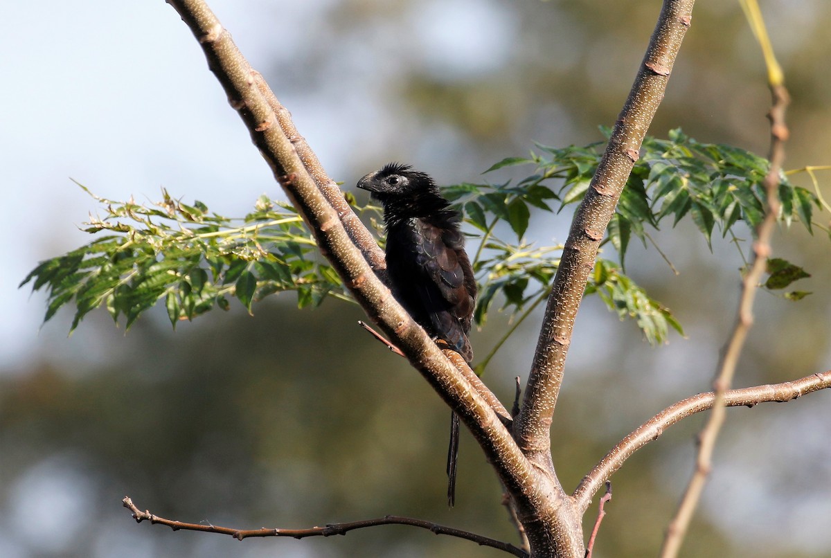 Groove-billed Ani - ML303095551