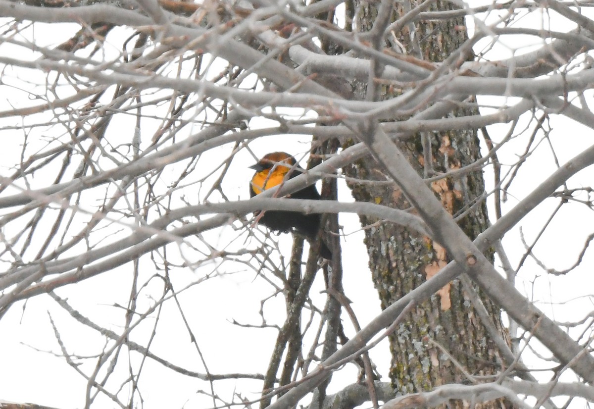 Yellow-headed Blackbird - Pierre Casavant