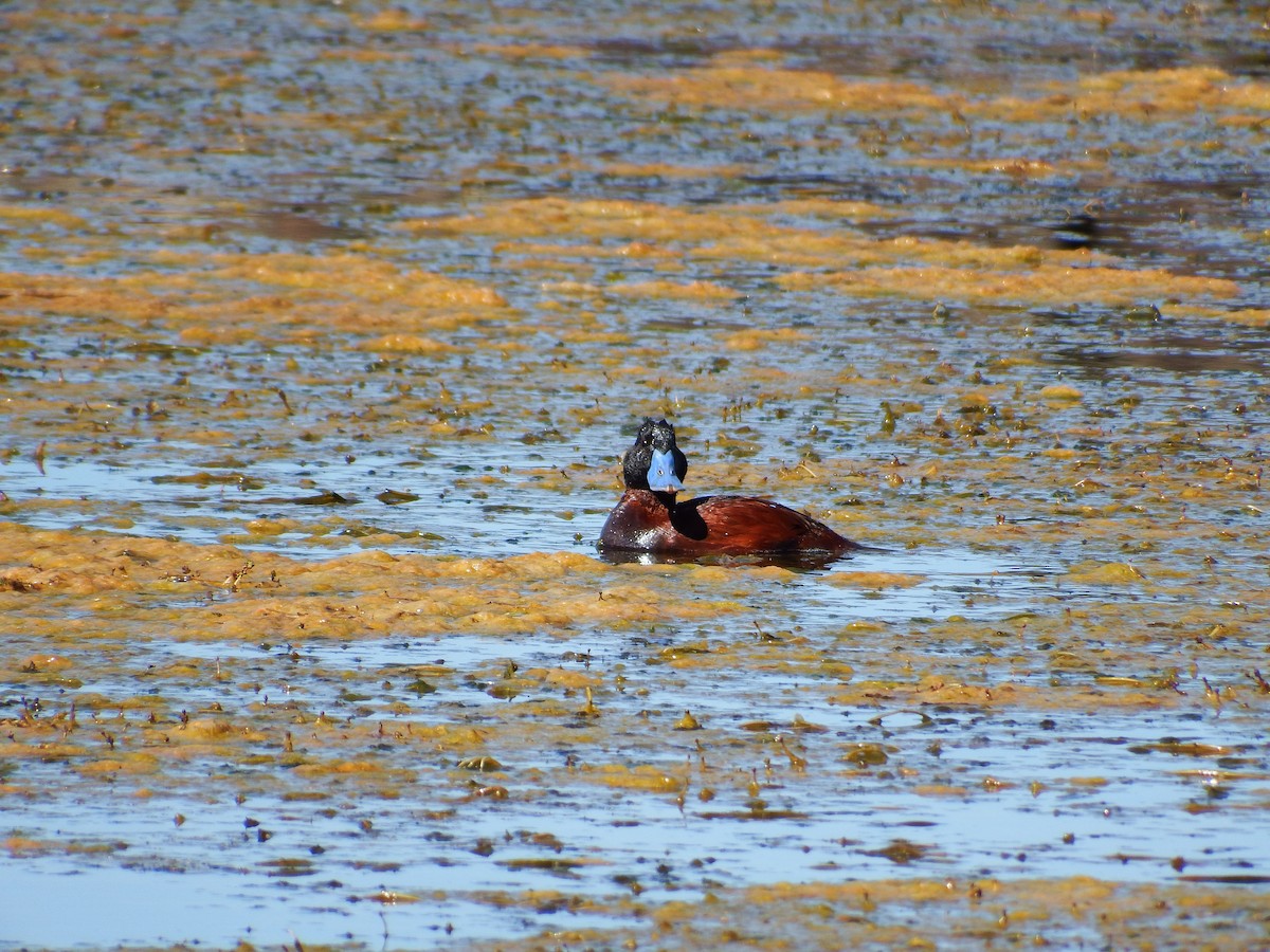 Andean Duck (ferruginea) - ML303101961