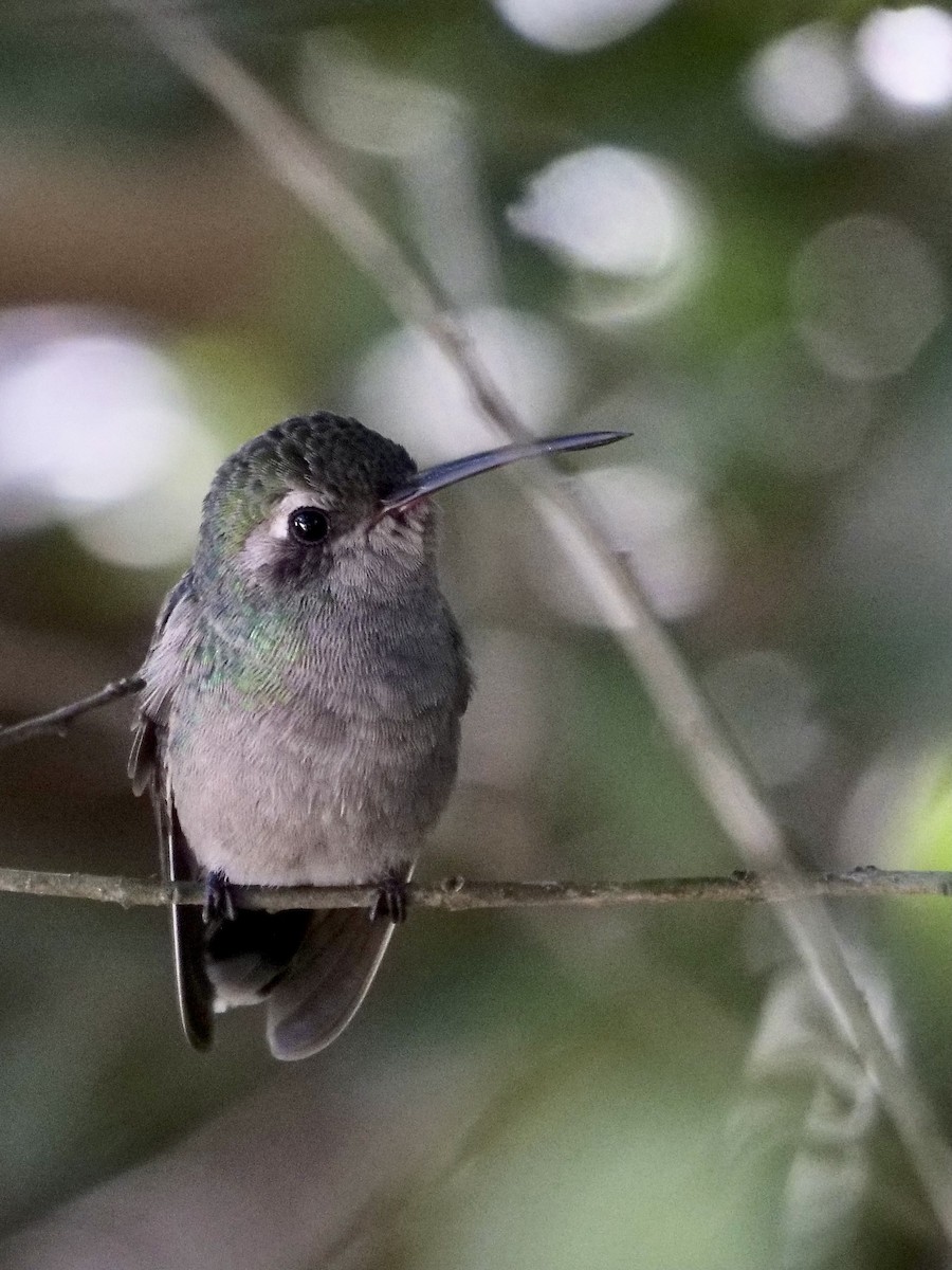 Colibrí Piquiancho Común - ML303103151