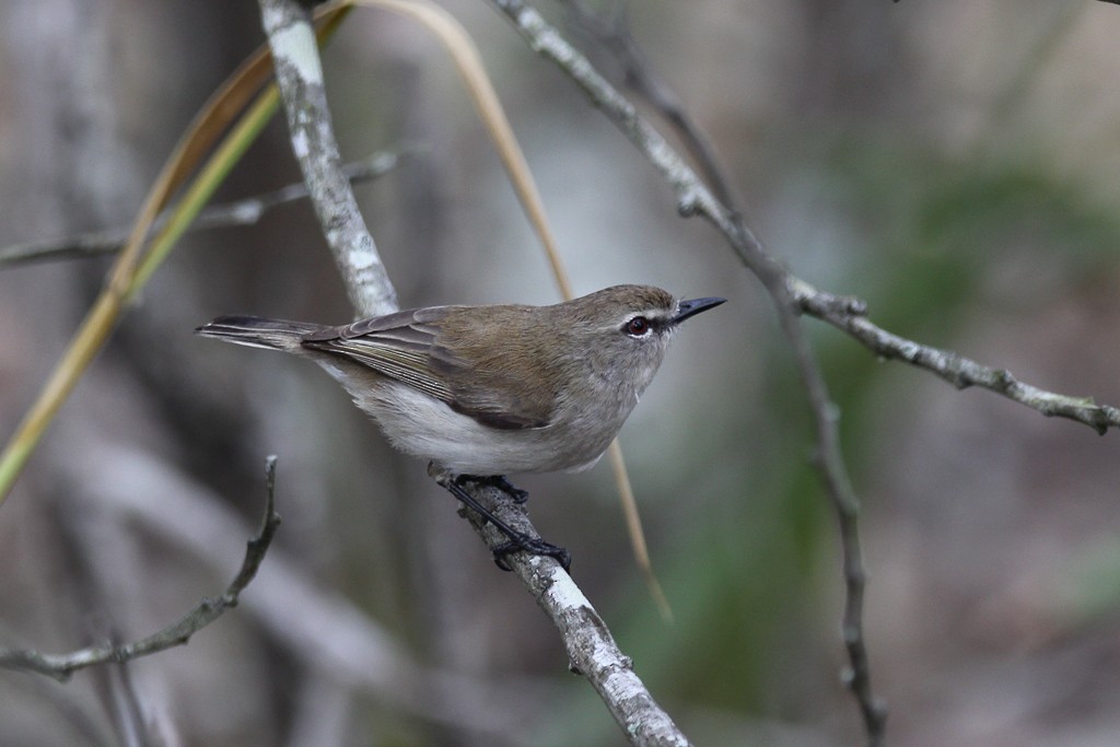 Mangrove Gerygone - ML30310411