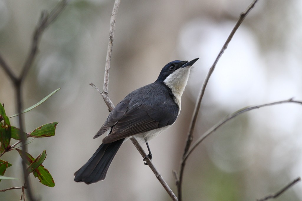 Restless Flycatcher - Andrew Naumann