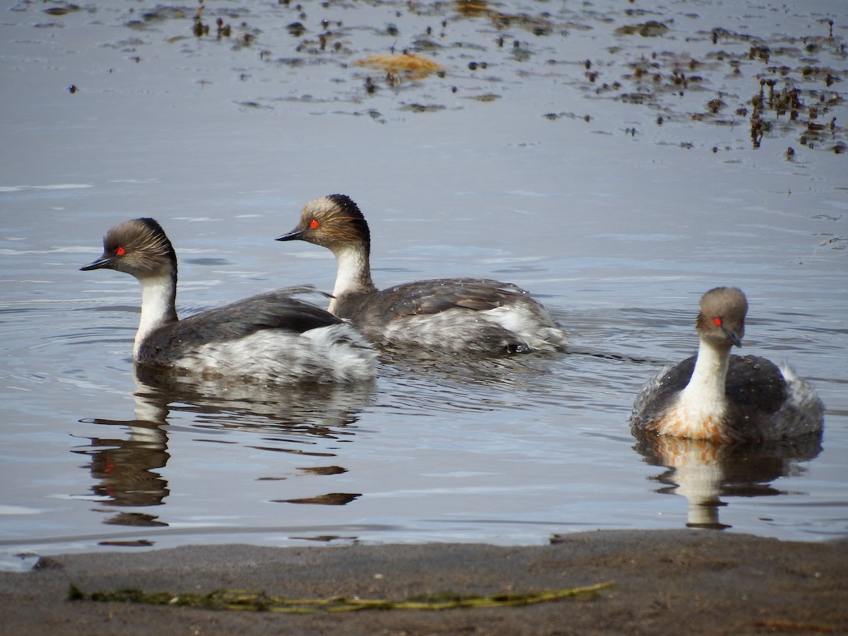 Silvery Grebe - Bobby Wilcox