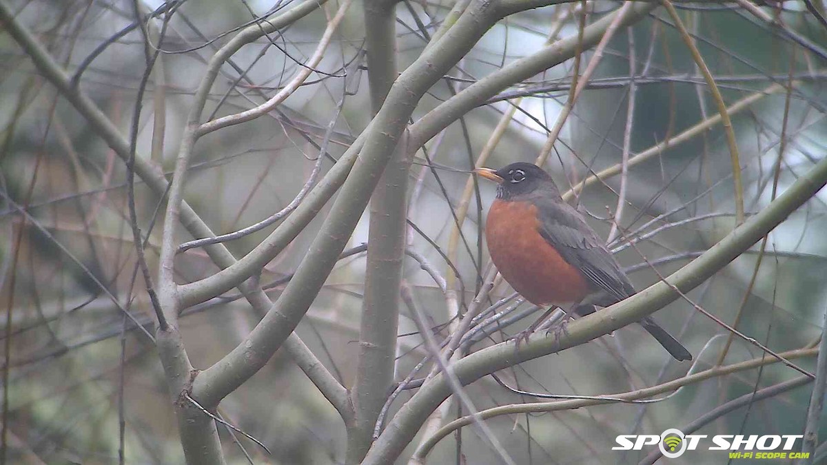American Robin - ML303104311