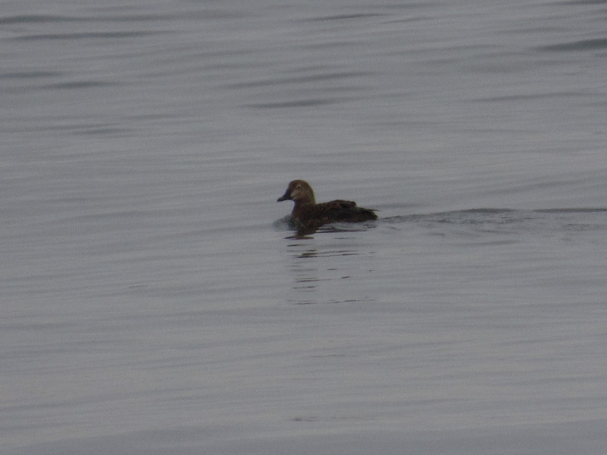 King Eider - ML303104941