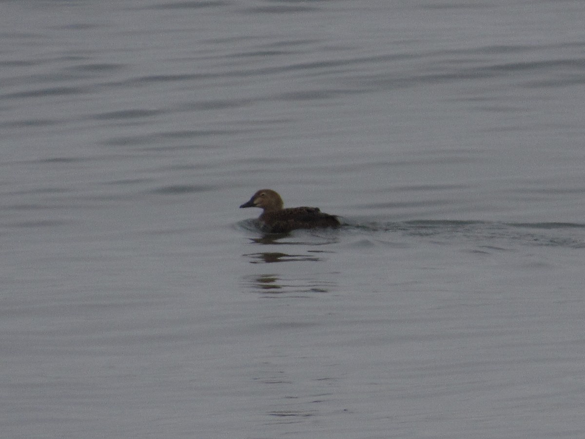 Eider à tête grise - ML303104961