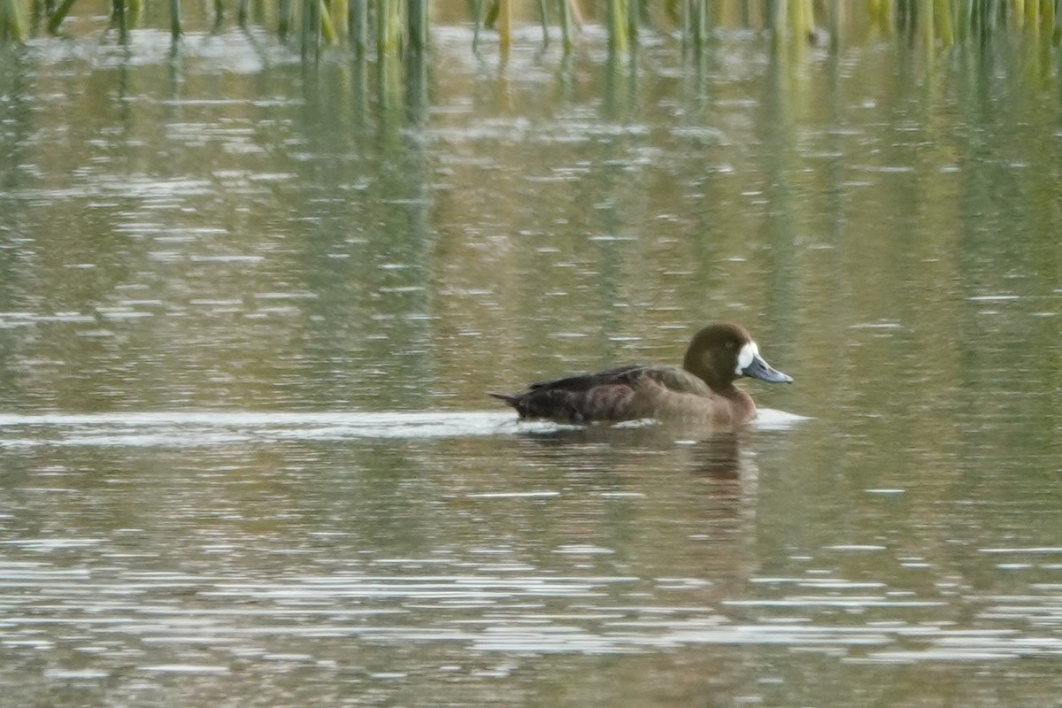 Greater Scaup - ML303105791