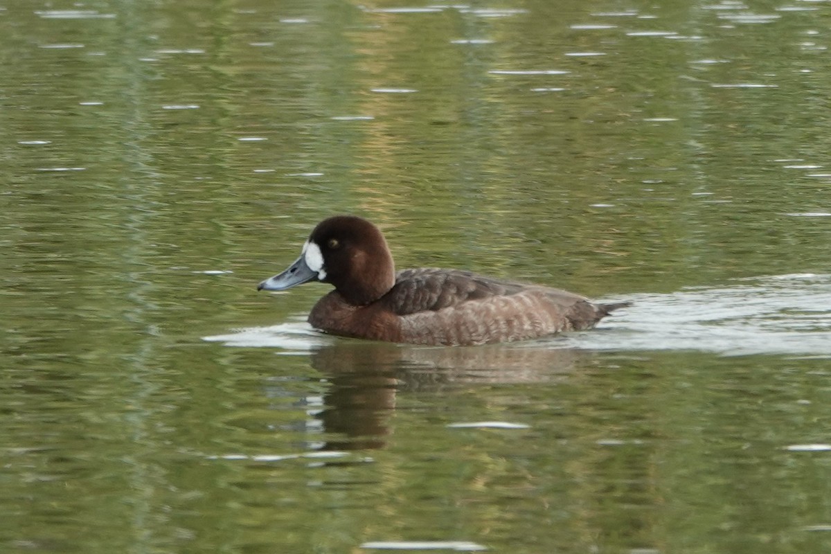 Greater Scaup - ML303105801