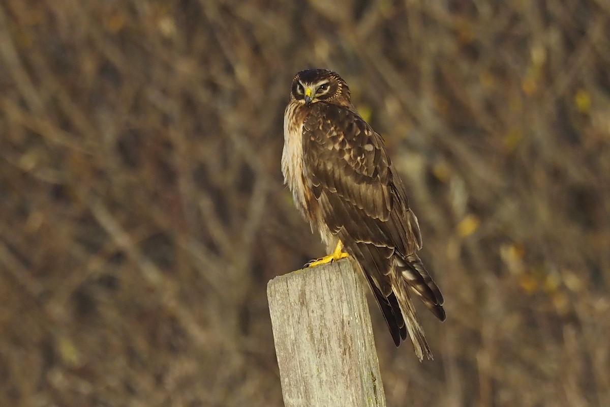 Northern Harrier - ML303106531