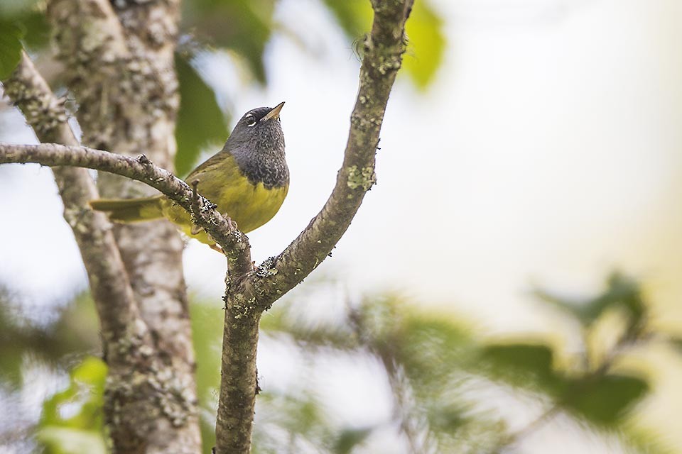 kjerrparula - ML30310661