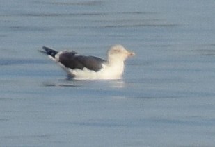 Lesser Black-backed Gull - Jason Vassallo