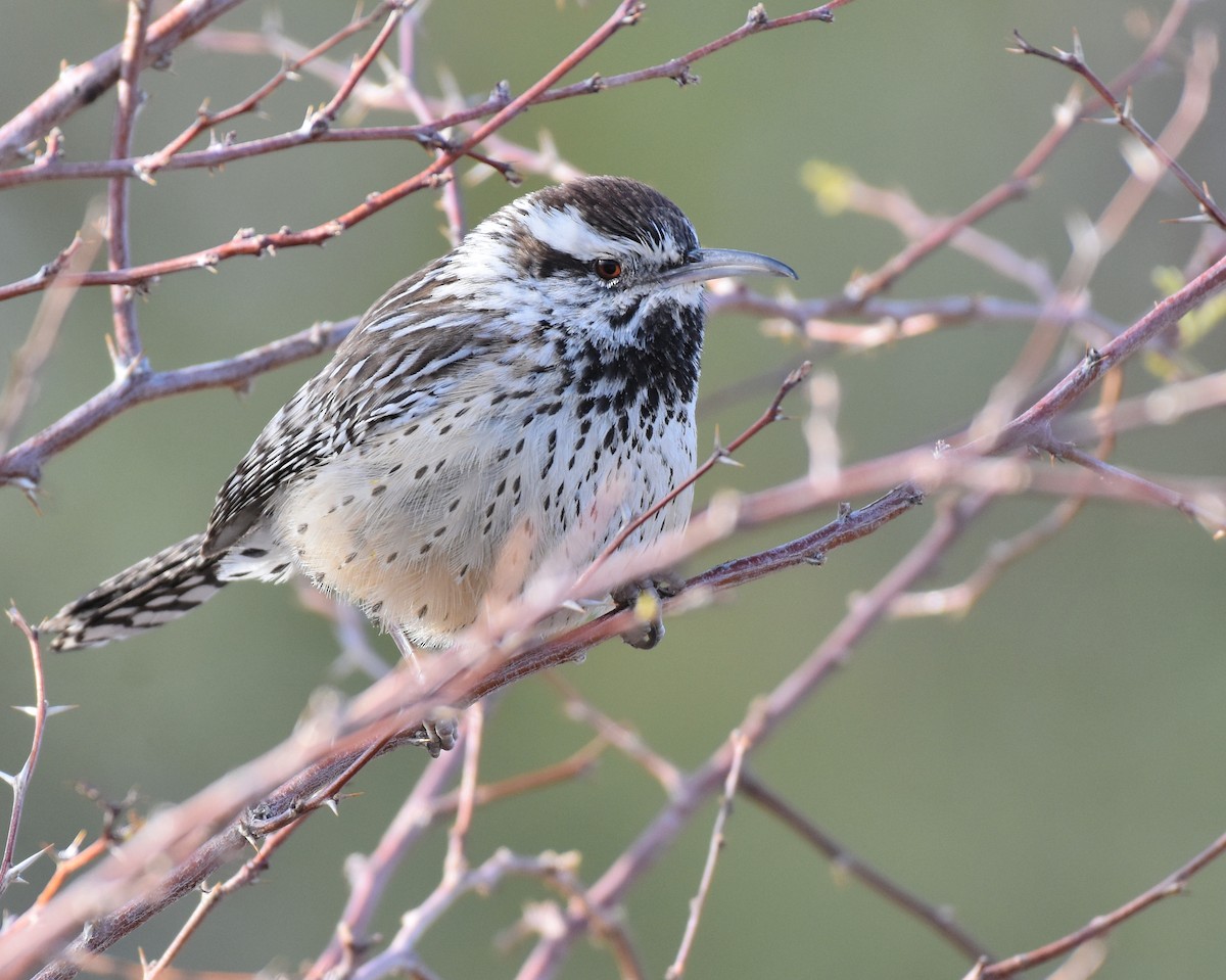 Cactus Wren - Jason Vassallo