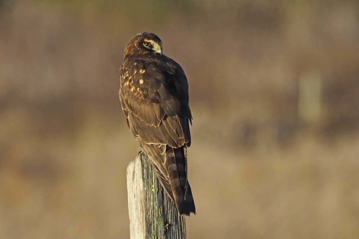 Aguilucho de Hudson - ML303107801