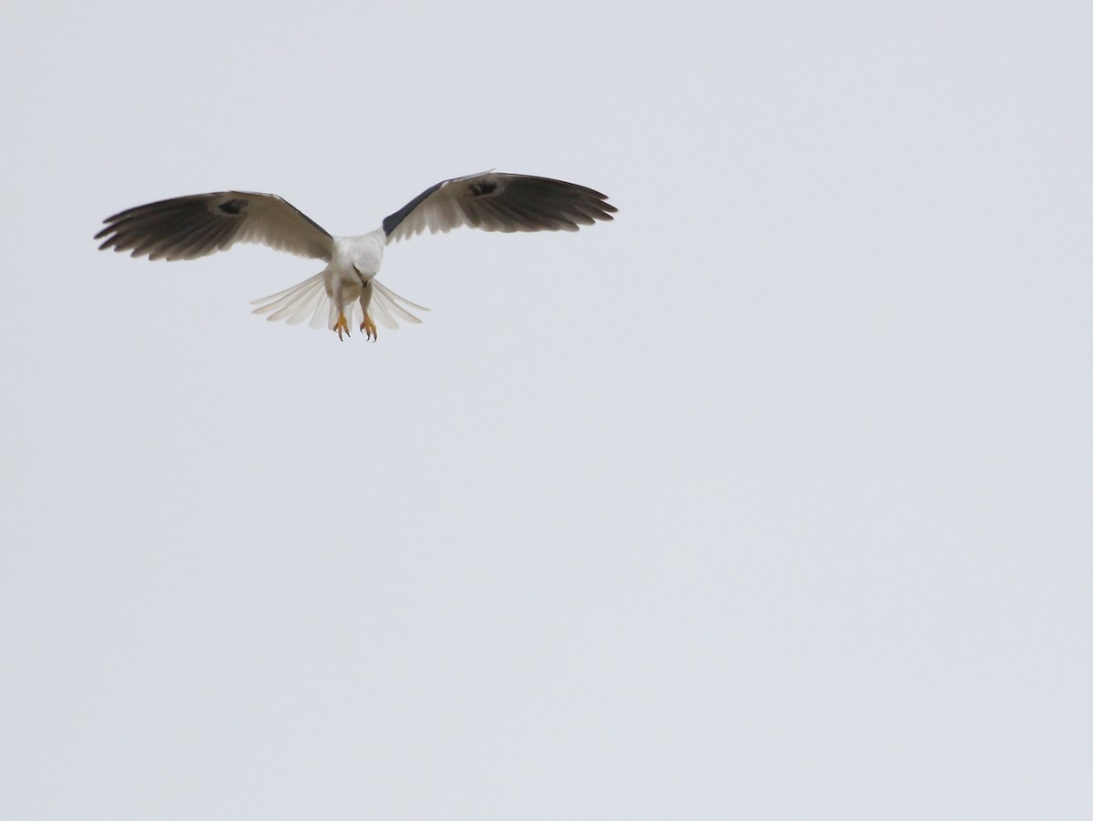 White-tailed Kite - ML303108001