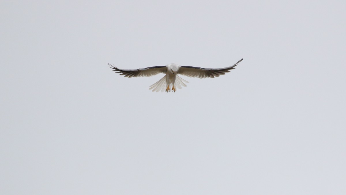 White-tailed Kite - ML303108011